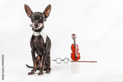 Dog is a musician. Little V...