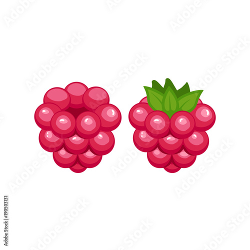 Vector ripe raspberry isolated on white background.   
