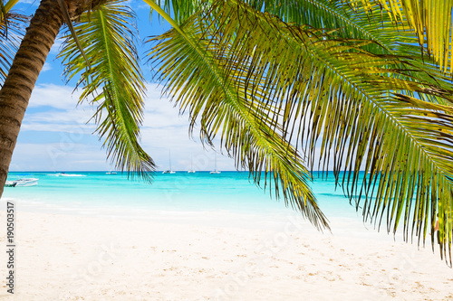 Fototapeta Naklejka Na Ścianę i Meble -  Coconut Palm trees on white sandy beach