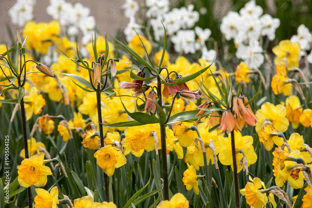 Fototapeta premium Spring blooming yellow daffodils and Fritillaria imperialis in garden