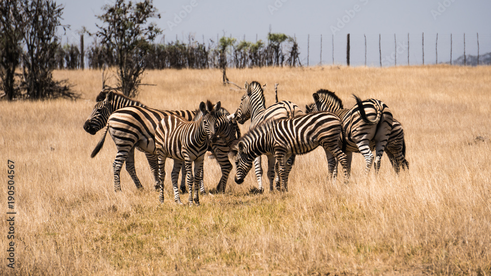 Obraz premium Group of zebras in their natural habitat