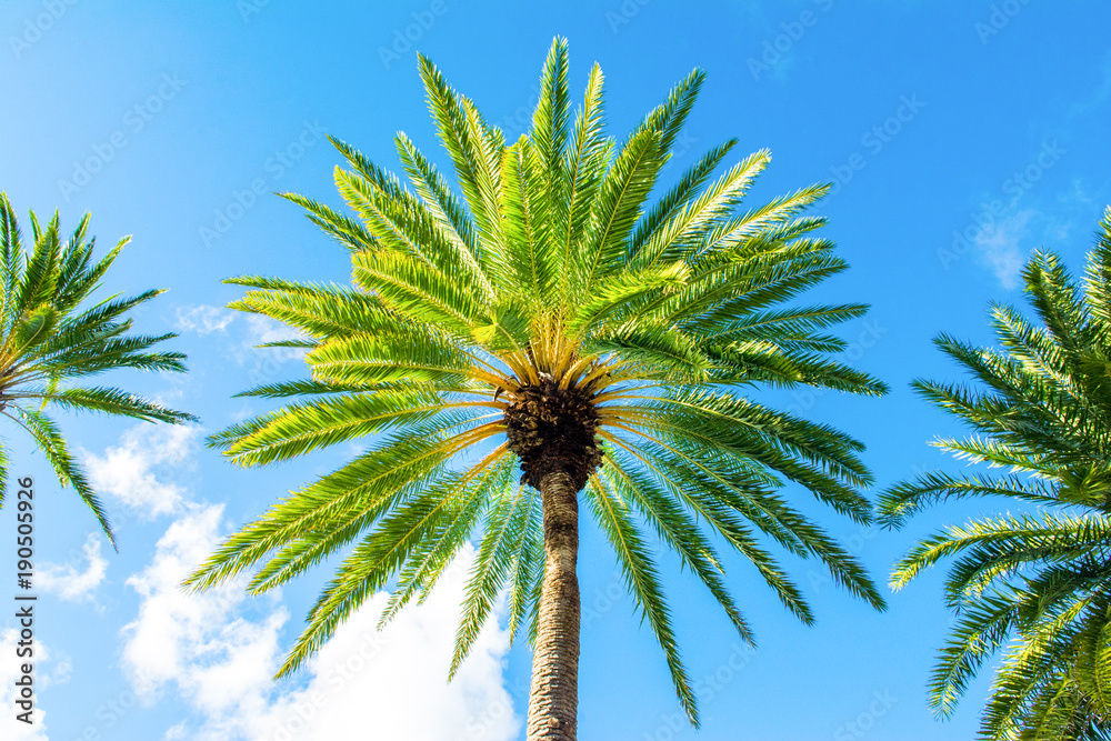 Palm trees with branches of coconut on the background of bright cloudless blue sky Palm trees with branches of coconut on the background of bright cloudless blue sky