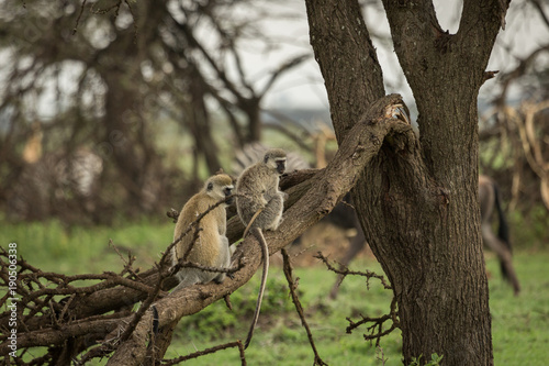 vervet monkeys in the Maasai Mara © lindacaldwell