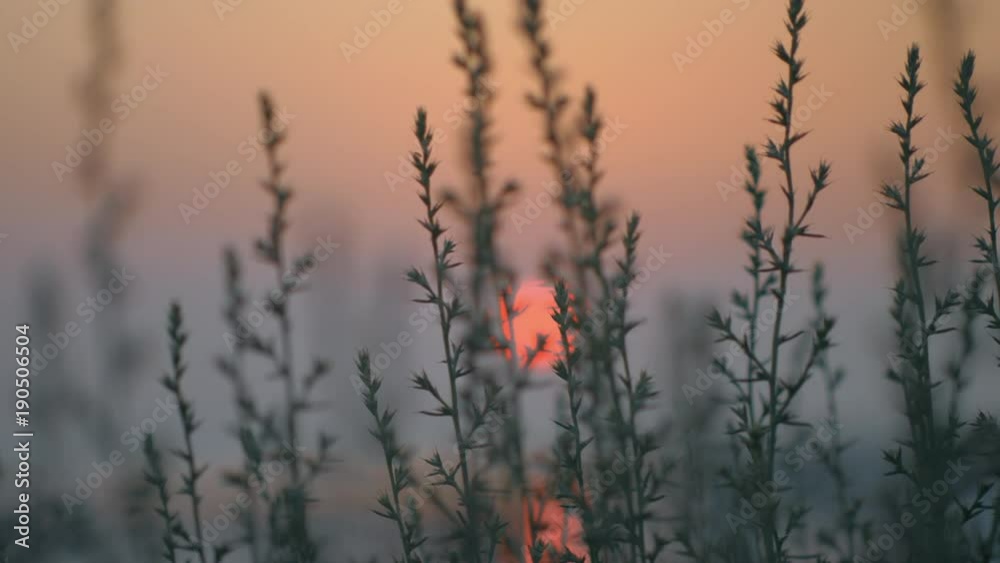 Red sun going down over the water, view through the grass. Quiet nature scene in the evening