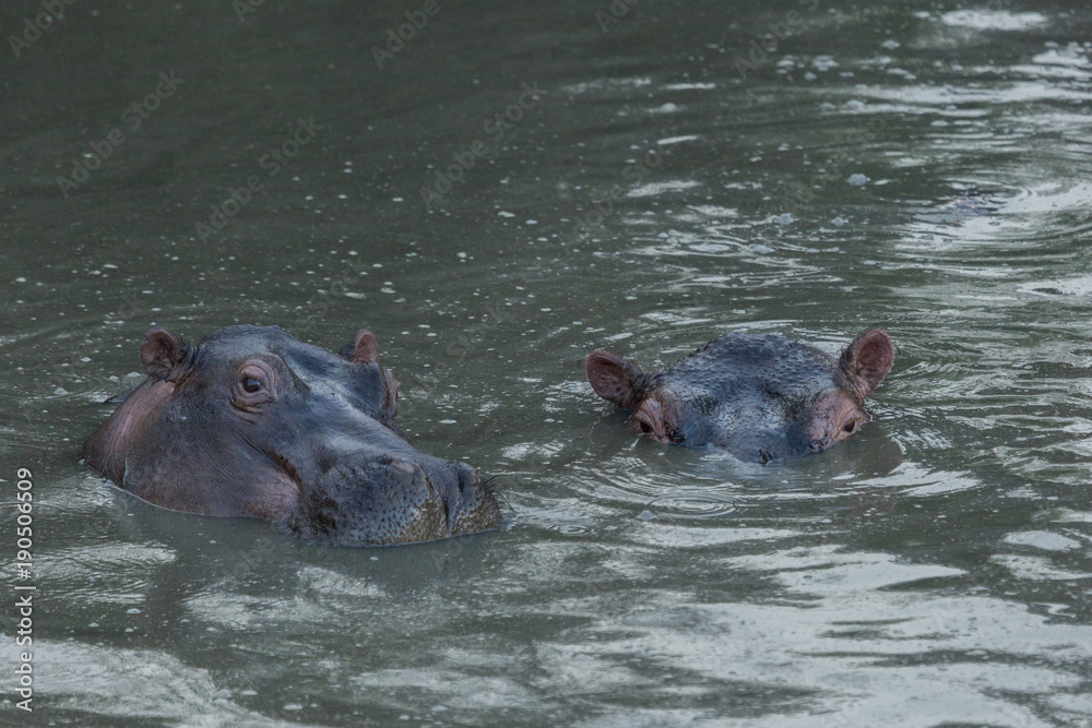 hippos submerged in water in the Maasai Mara hippos submerged in water in the Maasai Mara