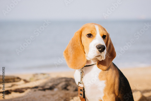 puppy beagle on the beach sits portrait