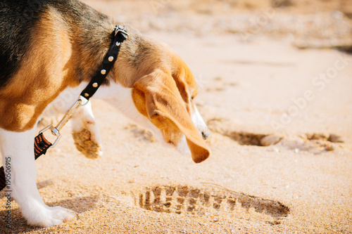the dog is following the trail in the search for a track