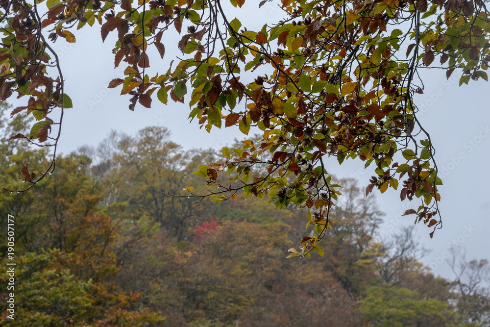 Many leaves begin to change colors in the fall(autumn) in Japan Many leaves begin to change colors in the fall(autumn) in Japan