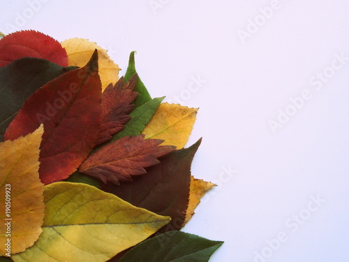 Composition of leaves on a neutral background
