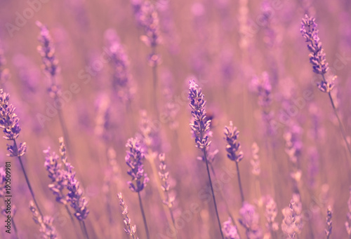 Vintage soft photo of lavender field