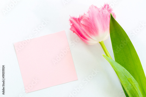Fototapeta Naklejka Na Ścianę i Meble -  Pink Tulip on a white background. Space for text. Postcard