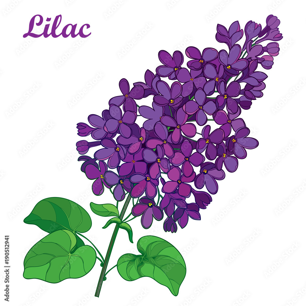 Vector branch with outline purple Lilac or Syringa flower bunch and