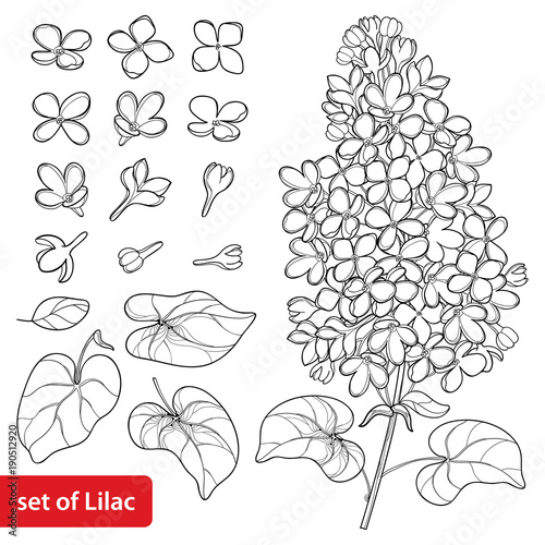 Valokuvatapetti Vector set with outline Lilac or Syringa flower, ornate leaves and bunch in black isolated on white background