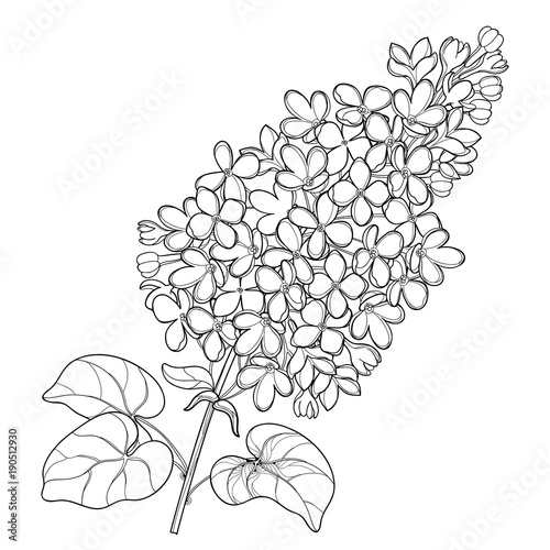 Vector branch with outline Lilac or Syringa flower bunch and ornate leaves in black isolated on white background. Blossoming garden plant Lilac in contour style for spring design and coloring book.