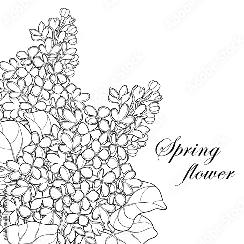 Vector bouquet with outline Lilac or Syringa flower, bud and ornate leaf in black isolated on white background. Corner composition of Lilac bunch in contour style for spring design and coloring book.