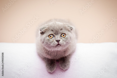 kitten on white background