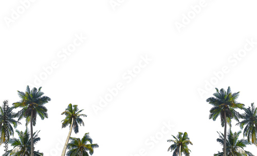 Coconut   Palm Tree isolated on white background.