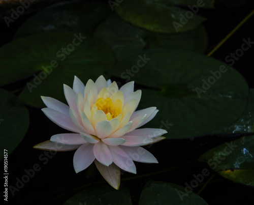 The white lotus in the pond.