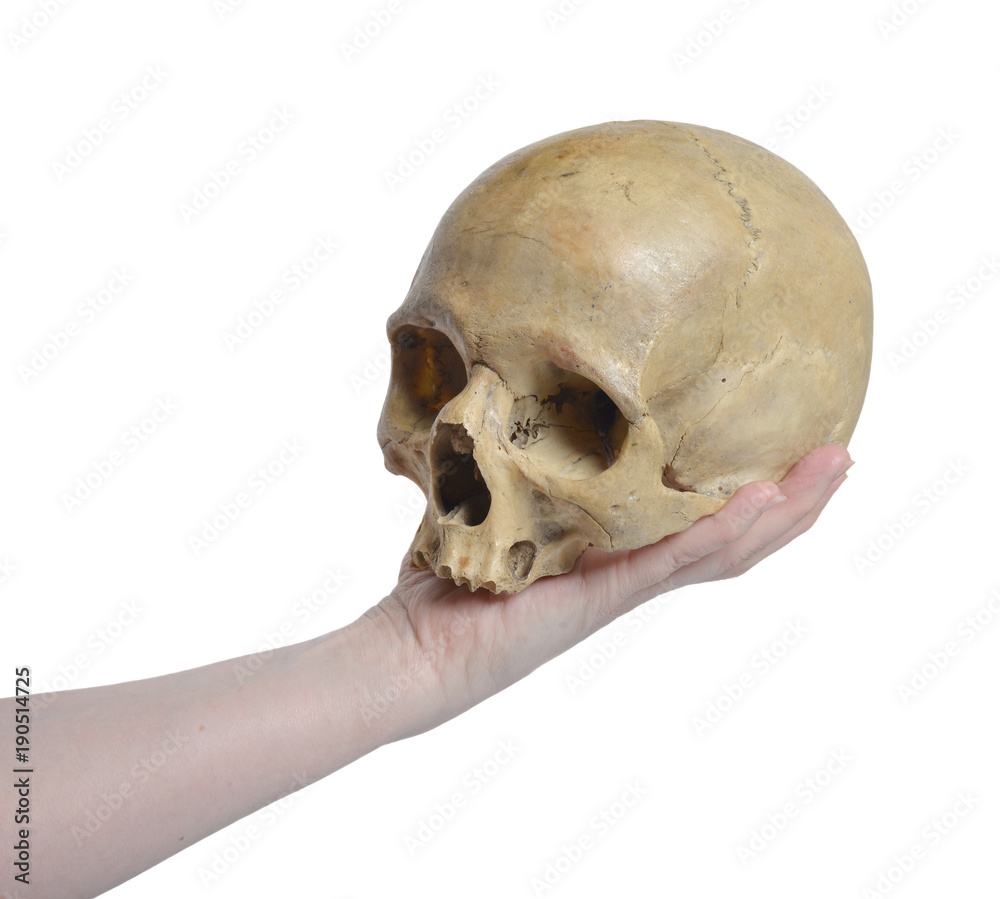 Human skull and female hand Human skull and female hand