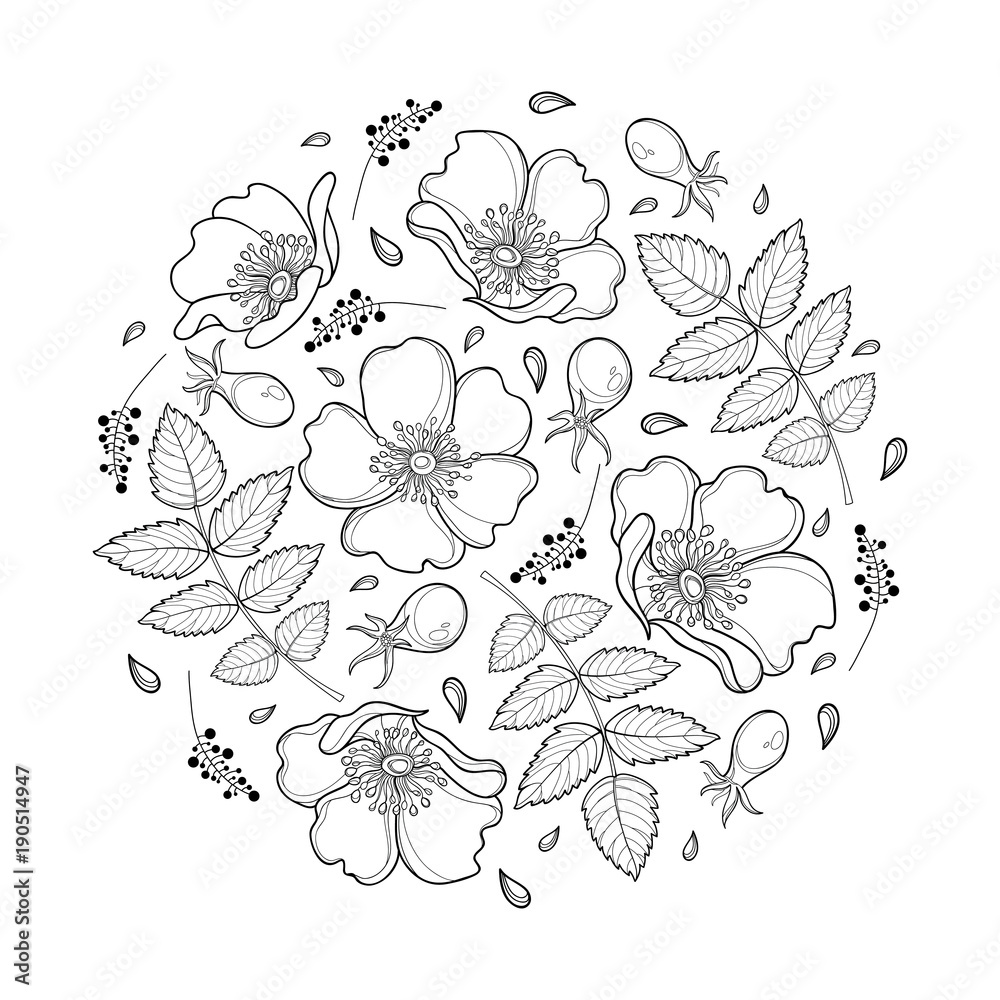Vector round composition with outline Dog rose or Rosa canina, medicinal herb. Ornate flower, leaf and hip isolated on white background. Wild rose in contour for summer design and coloring book.