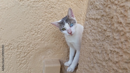 Katze mit 2 unterschiedlichen Augenfarben photo