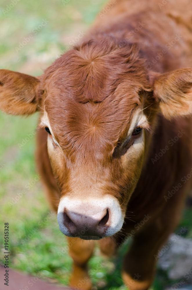 Vaca Vaca