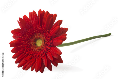 Gerbera flower  Gerbera jamesonii  red on a white background