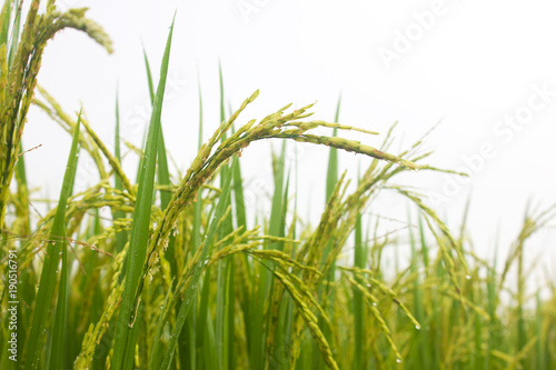 rice field in north Thailand  nature food landscape background.