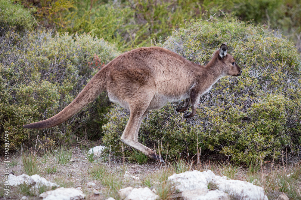 Springendes Känguru, Kangaroo Island, Australien Springendes Känguru, Kangaroo Island, Australien