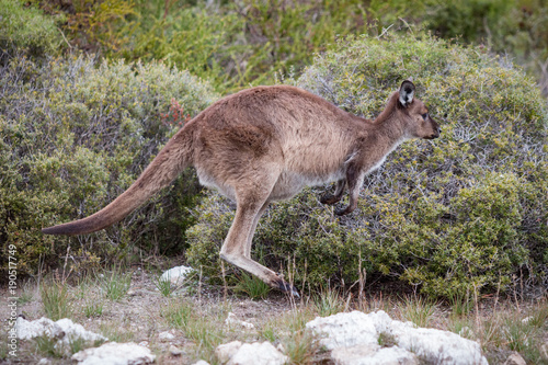 Springendes Känguru, Kangaroo Island, Australien © Katrin