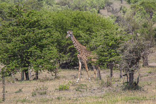 Giraffe and tree African savana