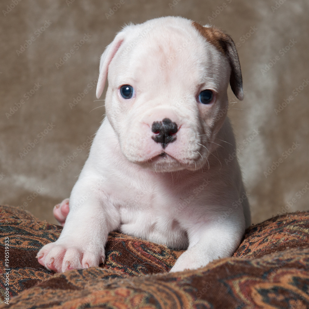Funny small red white color American Bulldog puppy on light background.