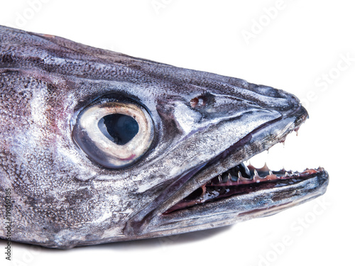 head of a fresh hake, fisch, with teeth isolated on white