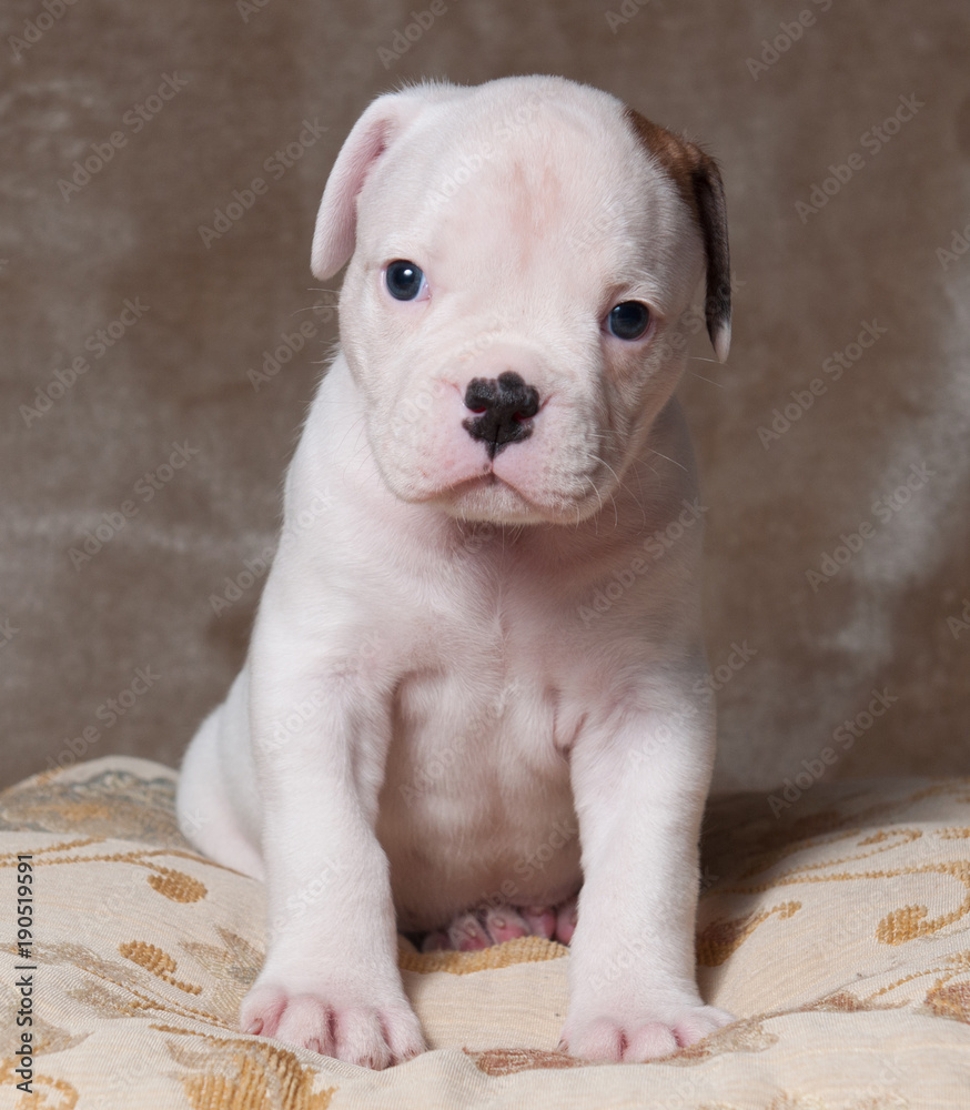 Funny small red white color American Bulldog puppy on light background.