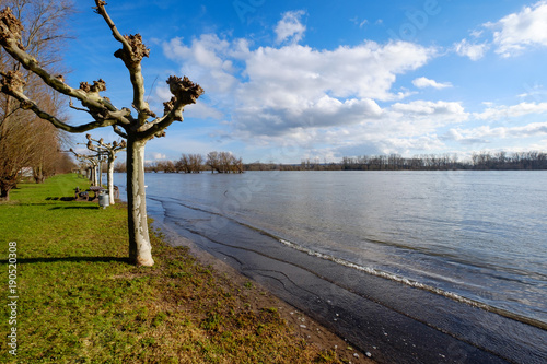 Fototapeta Naklejka Na Ścianę i Meble -  An der Rheinpromenade nach dem Hochwasser