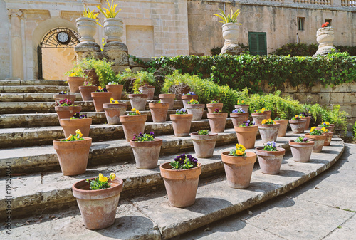 Potted flowers Pansies flowers in the presidential garden Sr. Anton in Attard Malta, Buskett Gardens photo