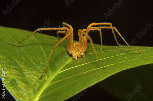 Fishing spider male, Pisuridae, Aarey Milk Colony, Mumbai, Maharashtra photo