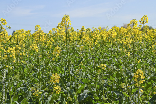 Blühender Raps in der Natur