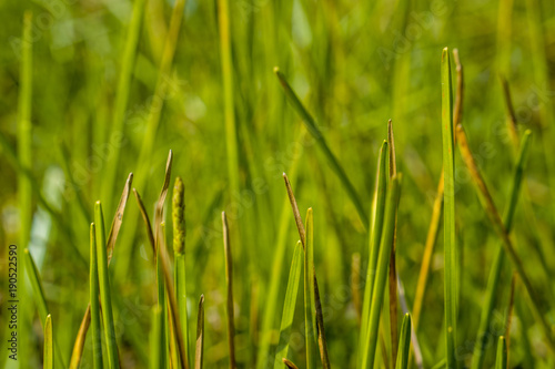 green meadow fields in sunrise fresh nature background