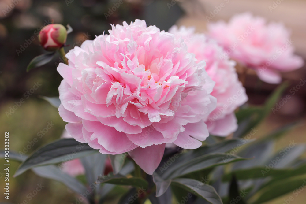 Fototapeta premium Pink Peony flower closeup
