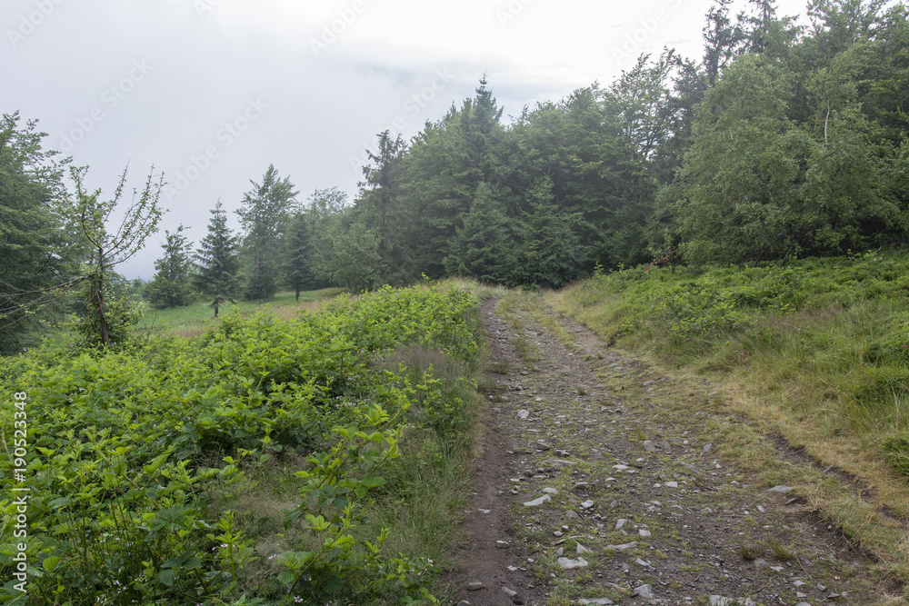 Mountain stony road with blackberries on the right side and spruces in the mist background.