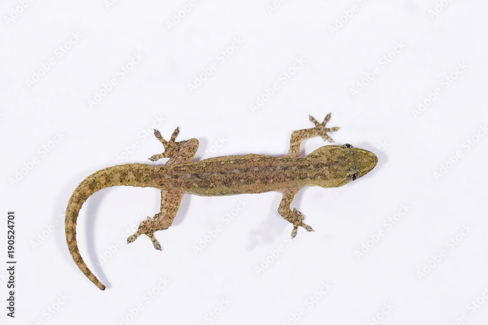 Naklejka premium Gecko, Pondicherry, Tamil Nadu