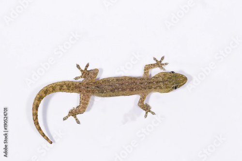 Gecko, Pondicherry, Tamil Nadu