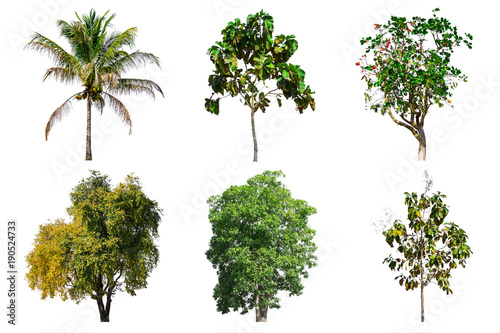 Tree collection set isolated on white background. © zerotwo