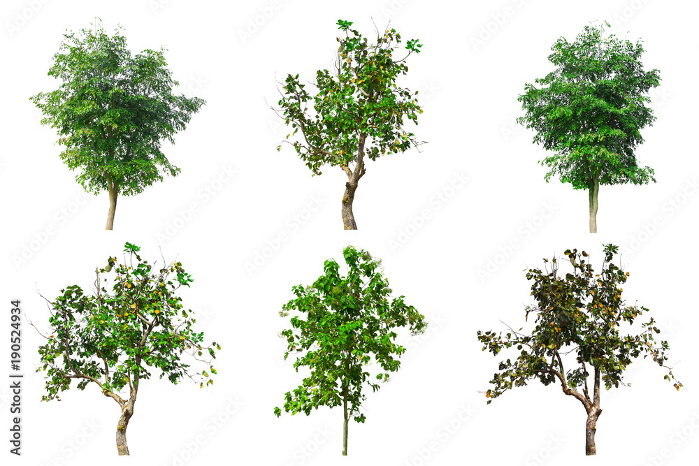 Tree collection set isolated on white background. Tree collection set isolated on white background.