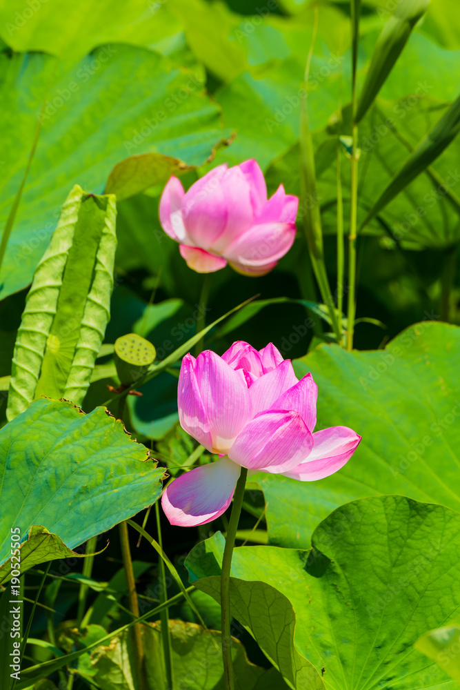 The Lotus Flower.Background is the lotus leaf and lotus flower.Shooting location is Yokohama, Kanagawa Prefecture Japan. The Lotus Flower.Background is the lotus leaf and lotus flower.Shooting location is Yokohama, Kanagawa Prefecture Japan.