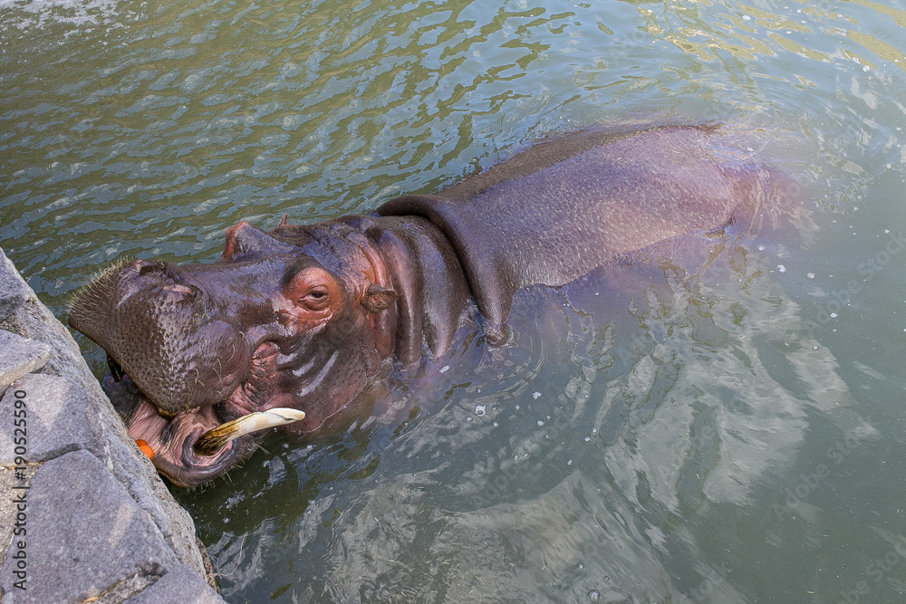 Fototapeta premium 動物園のカバ