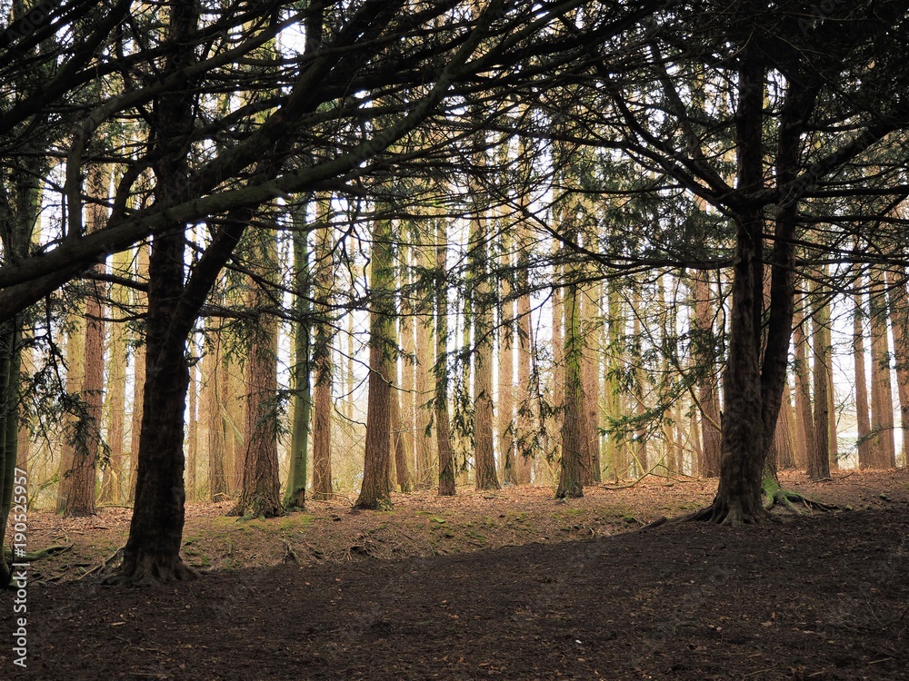 Woodland with sunlight between the trees Woodland with sunlight between the trees