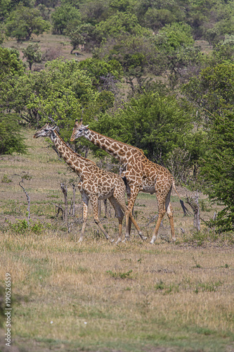 Two Giraffes Serengeti National Park