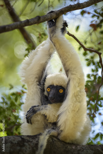 Van Der Decken's Sifaka - Propithecus deckenii, dry forest Madagascar west coast. Tsingy. Cute primate. Madagascar endemite. photo